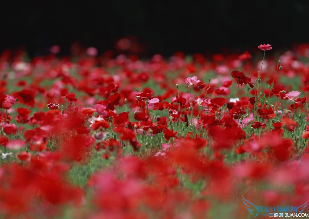 家庭养花摆花需要注意问题 52IJ