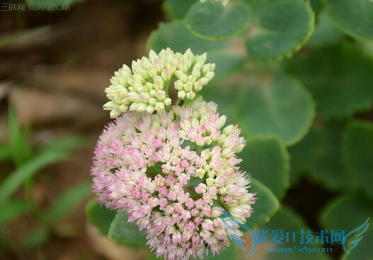 ˱ҩùЧͼֵ          52IJ