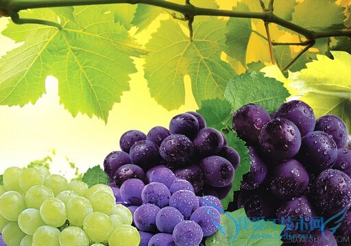 葡萄怎么洗比较好 52IJ