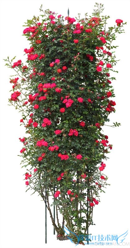 为什么家养盆栽花卉易黄叶 52IJ