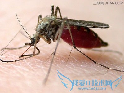 驱蚊有妙招 学会20招蚊子不再咬