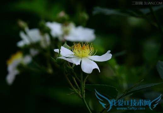 ӣӵĹЧʳüֵ    52IJ