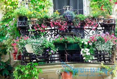 鲜活植物为家注入自然活力(六) 52IJ