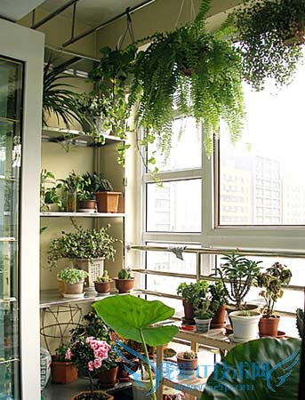 鲜活植物为家注入自然活力(六) 52IJ