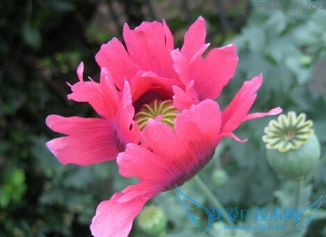 ɻʲôЧ        52IJ