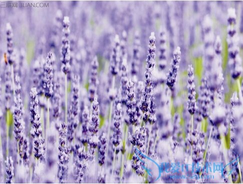 薰衣草的药用功效及其作用 52IJ