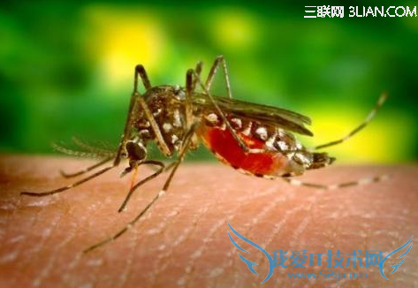 蚊子多怎么办 52IJ