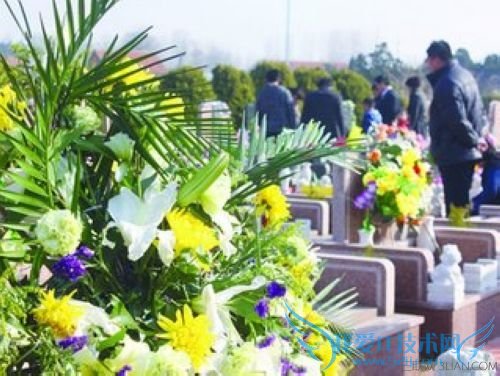 清明节扫墓适合用什么花 52IJ