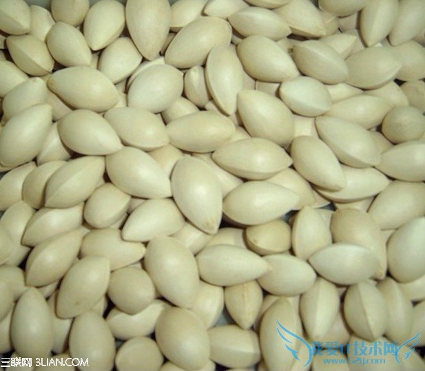 如何挑选白果 52IJ