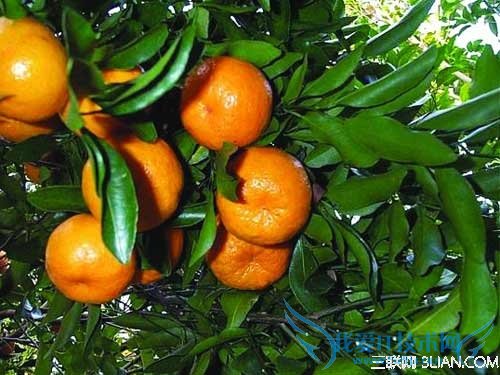 如何挑选芦柑 52IJ