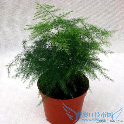 аڷЩɫֲ      52IJ