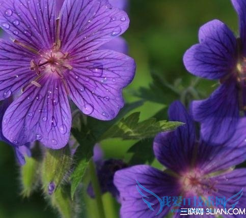 家庭养花不宜经常使用化肥 52IJ