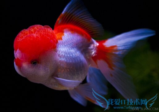 怎么喂金鱼 52IJ