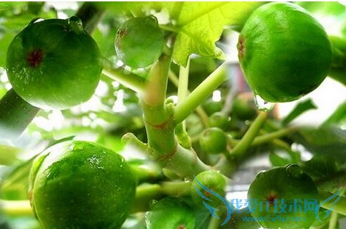 ޻ĹЧԼʳ÷     52IJ