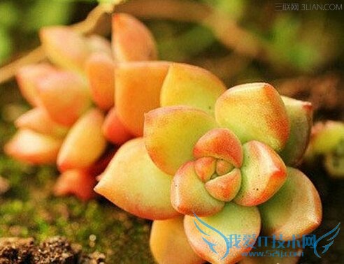 ʯĹЧЩ          52IJ