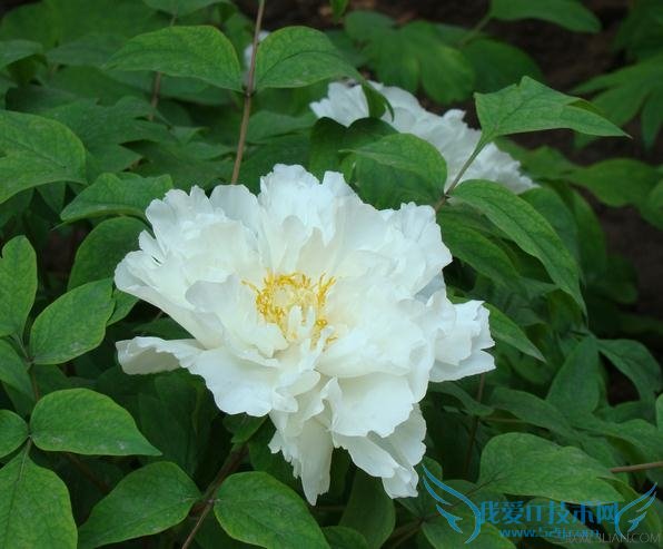 牡丹花有哪些蕴含意义 52IJ