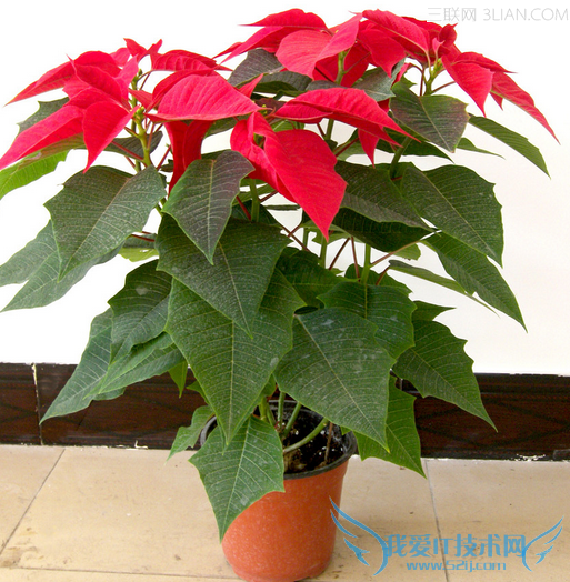 孕妇不能接触哪些花草 52IJ母婴教育