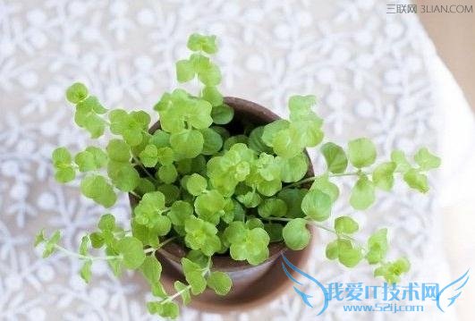 新装修如何除甲醛和异味? 52IJ