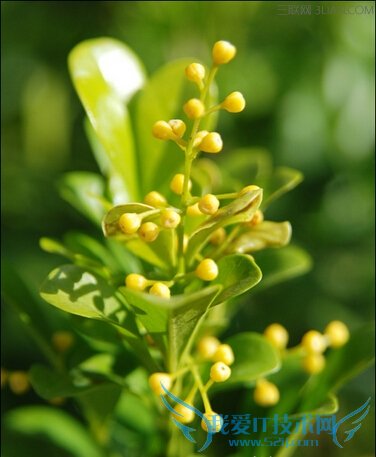 米兰花的作用大全 52IJ