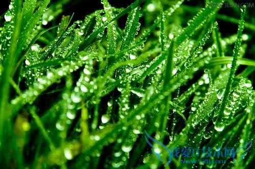 芒种节气话梅雨 52IJ