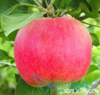 产后快速恢复的30个饮食法则 52IJ母婴教育