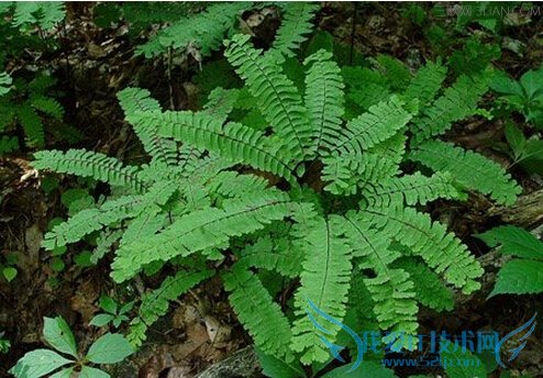 ާҩùЧ         52IJ