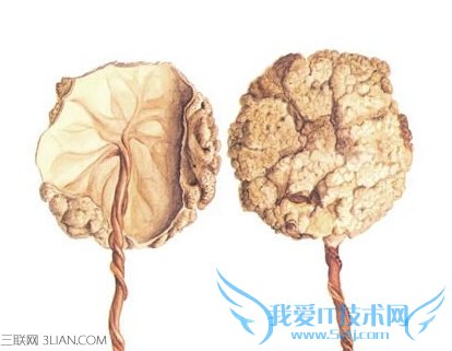 ̥ʲô;     52IJĸӤ