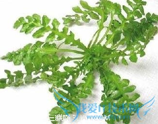 如何挑选荠菜 52IJ