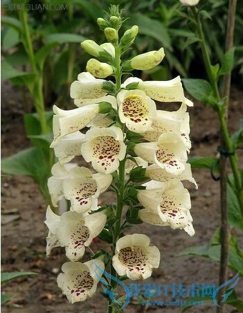 ëػ(ػ)ĹЧЩ   52IJ