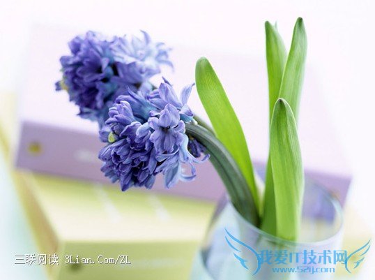 风信子怎么养 可以水培吗? 52IJ