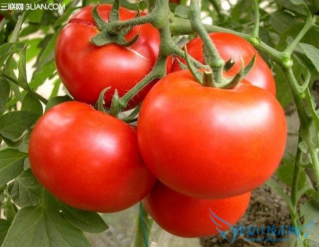 ������ʳ������Զ��������          52IJĸӤ����