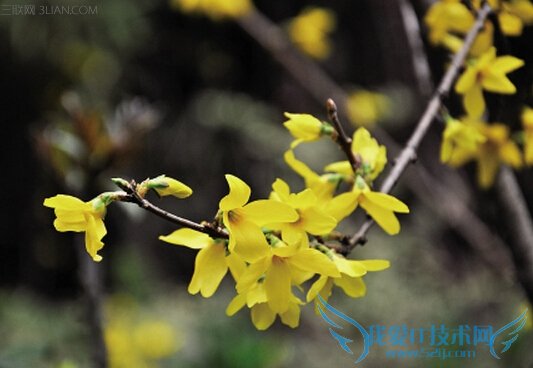 ӻĹЧЩ          52IJ