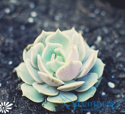 ¶ʲôЧ         52IJ