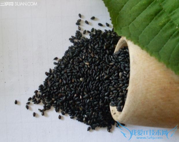 ˮ԰ִʳ           52IJĸӤ