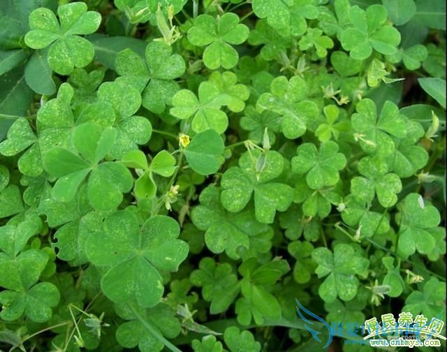 첻ʳݵĹЧ_첻ʳƱ_첻ʳݵ