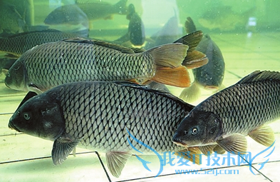 哺乳期可以吃鲤鱼吗 52IJ母婴教育