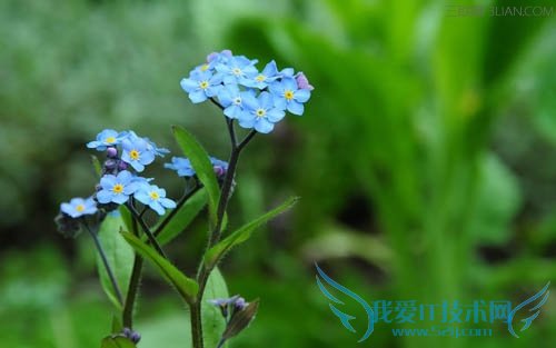 勿忘我是什么花 52IJ