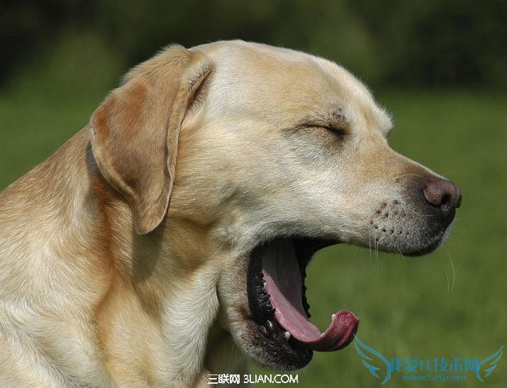 ѿڸ 4Сʵ        52IJ