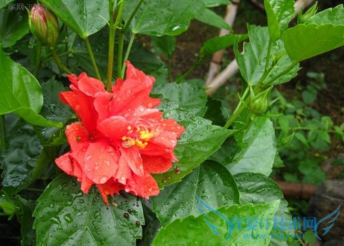 扶桑花的功效与作用 52IJ