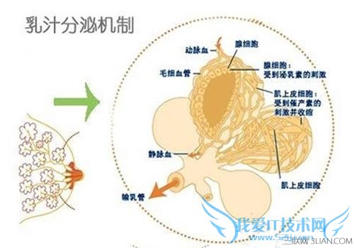 母乳是怎样形成的 52IJ母婴教育