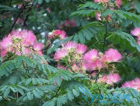 ϻˮʲôЧ         52IJ