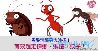 夏天怎么对付蟑螂 52IJ