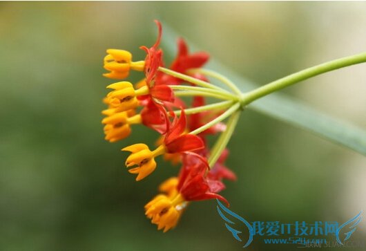 ﻨĹЧ       52IJ