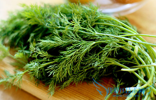 哺乳期能吃茴香吗 52IJ母婴教育