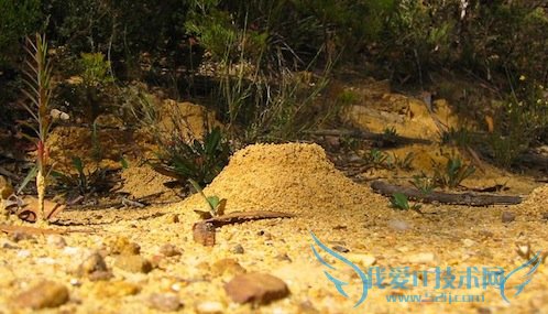 从蚂蚁的涌现现象谈社群经营 我爱IT技术网教程