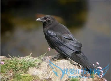 网站分析系统性方法与策略:为什么要建立网站 我爱IT技术网教程