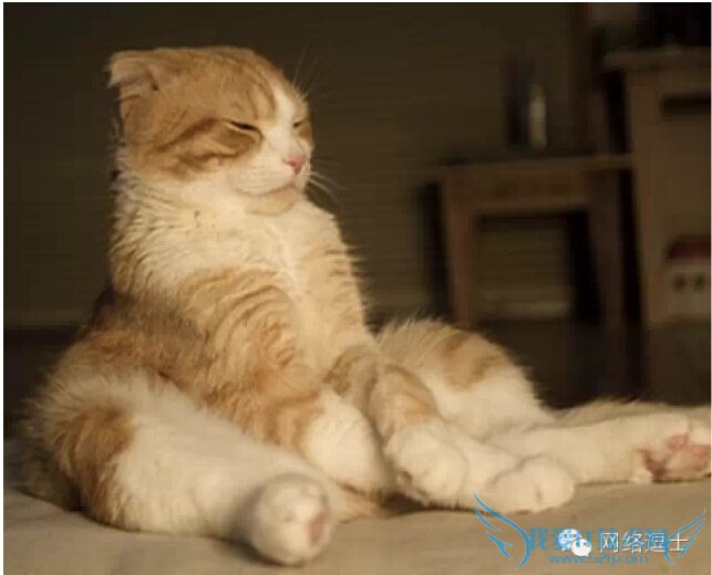 阿里模式 产品运营 产品优化