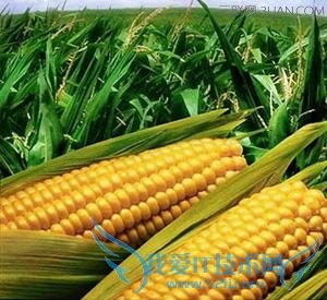 Ӥ׶Դʲôô 52IJĸӤ