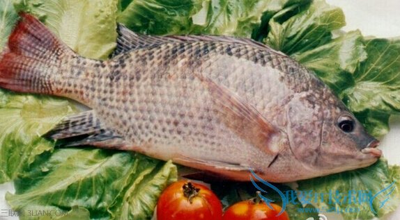 多吃海鱼补DHA宝宝更聪明 52IJ母婴教育