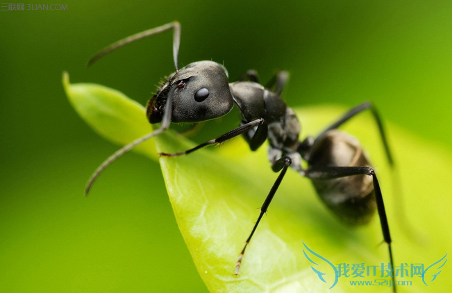 宝宝被蚂蚁咬了怎么办 52IJ母婴教育